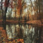reflections of forest altering reality