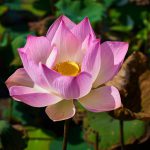 a colorful lotus shown to emphasize meaning of life in mundane