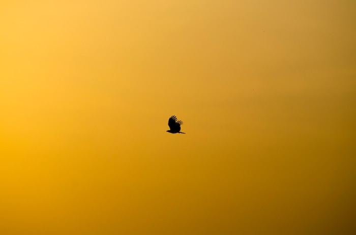 a single bird flying with focus