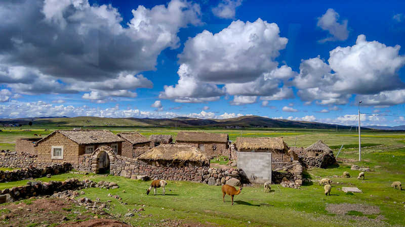 puno countryside beautiful green landscape with llama and huts