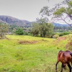 horse+grazing+village+samaipata+bolivia