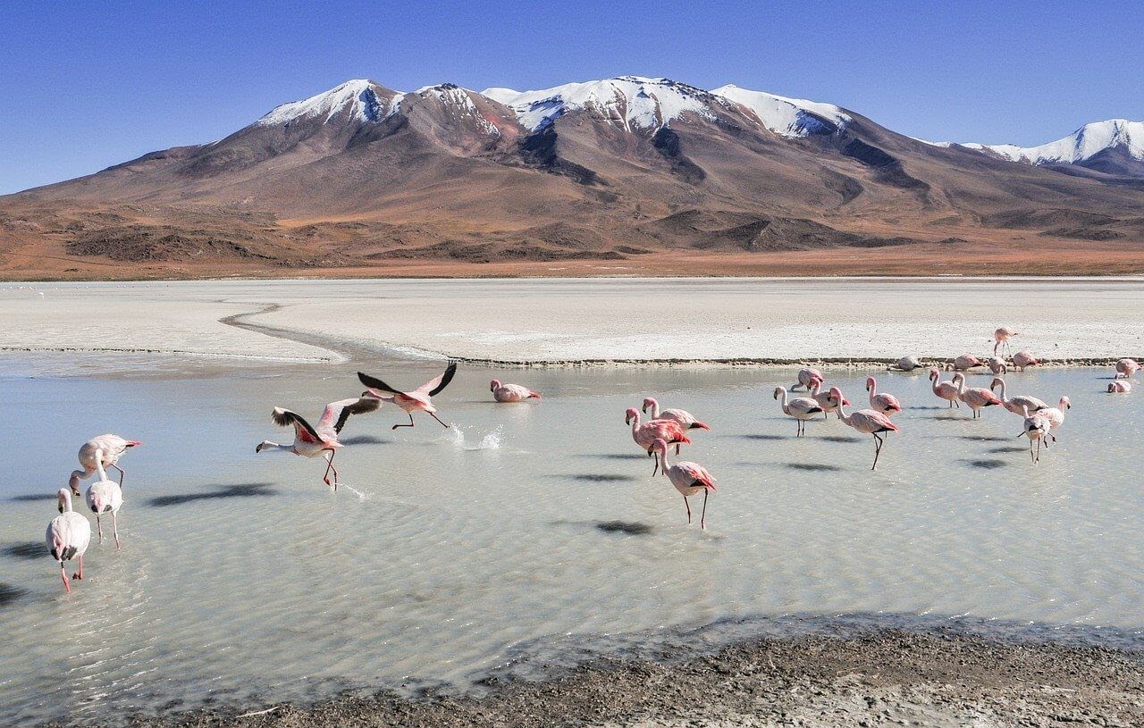 flamingoes bolivia salar de uyuni pictures