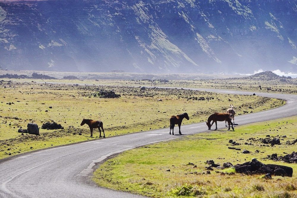 travel tips for chile feature image horses on chilean road