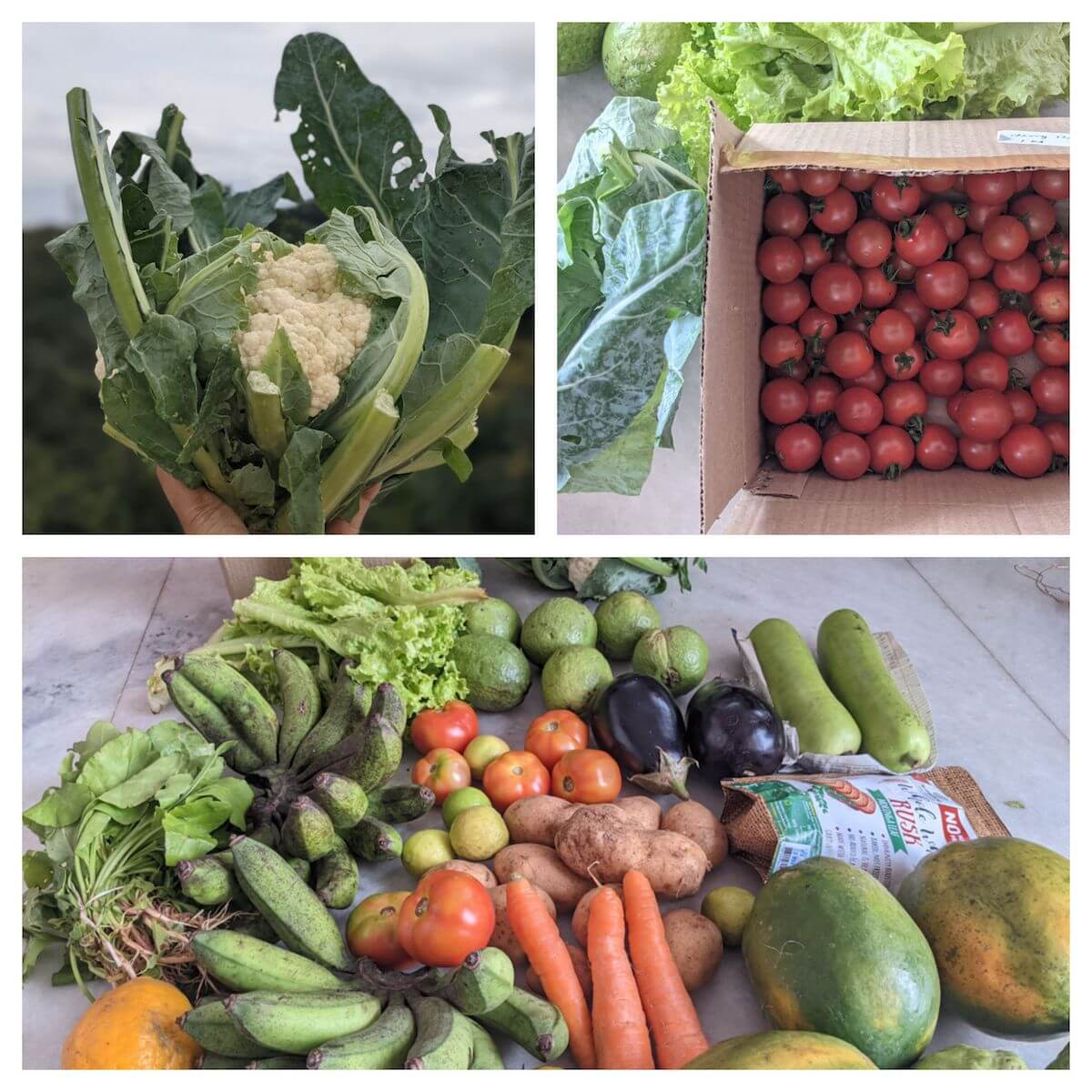 healthy-organic-vegetables-from-community-farm-bangalore.jpeg