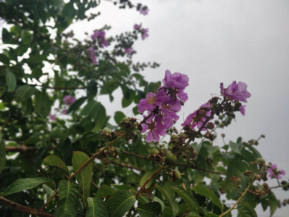 beautiful-flowers-of-bangalore.jpg