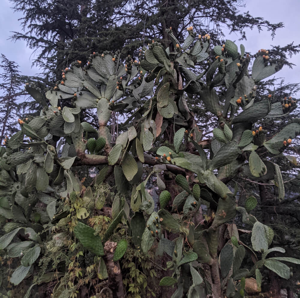 giant-cactus-shakrala