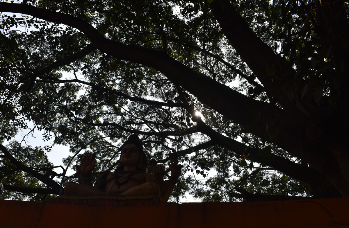 pictures-of-bangalore-temple-and-tree.jpg