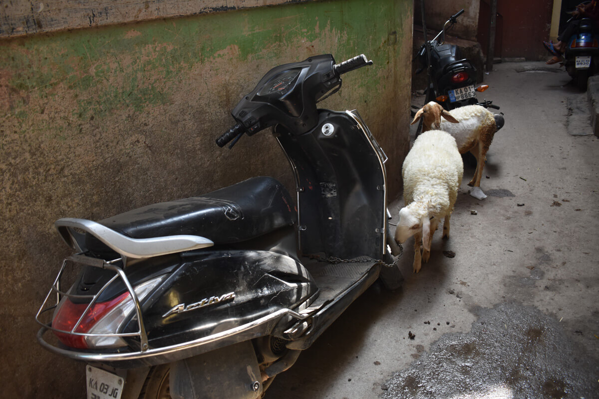 sheep tied to scooter in bangalore