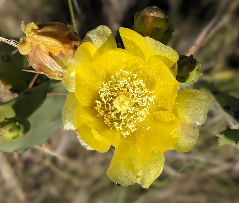 the cactus flower of himalayas