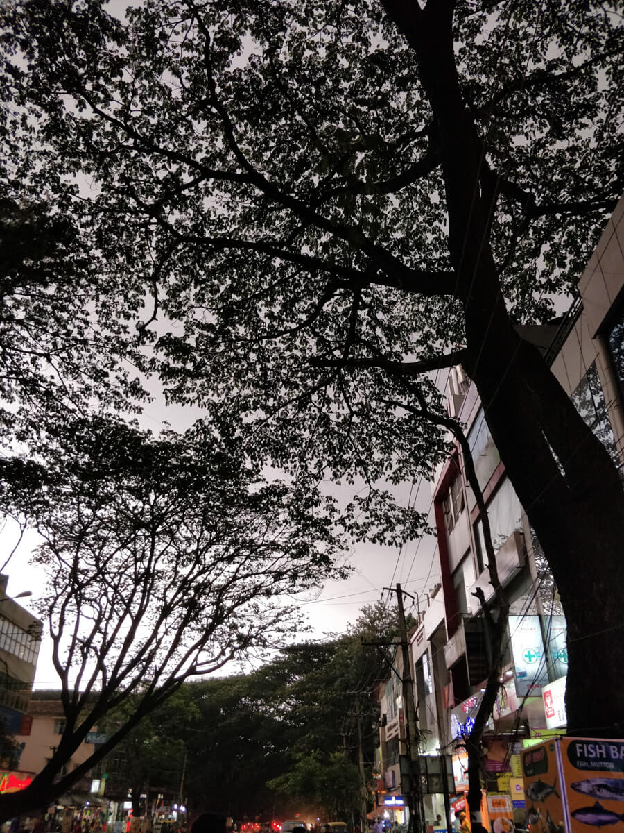 the-dense-canopy-bangalore-trees-form.jpg