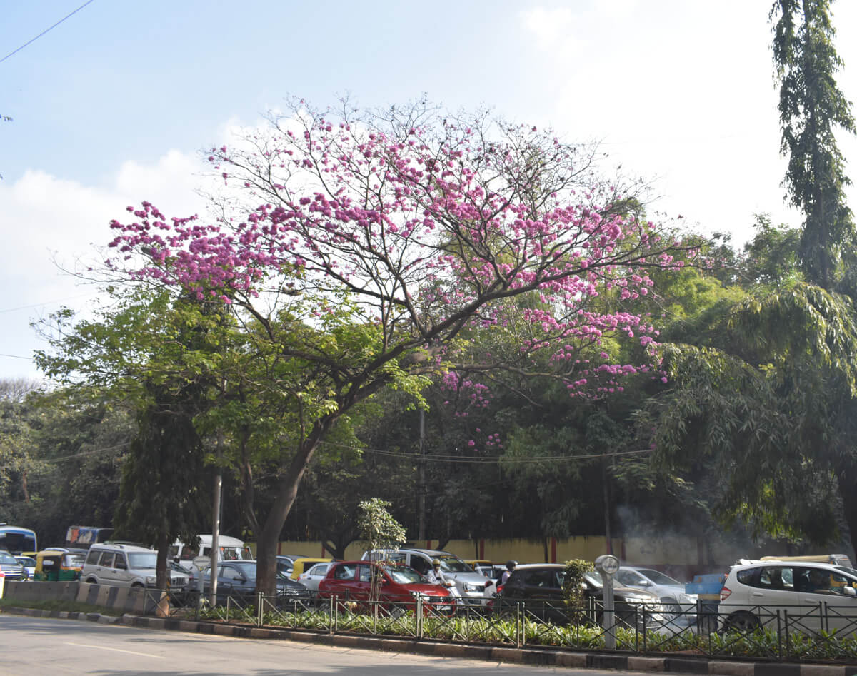 the-many-trees-of-bangalore.jpg