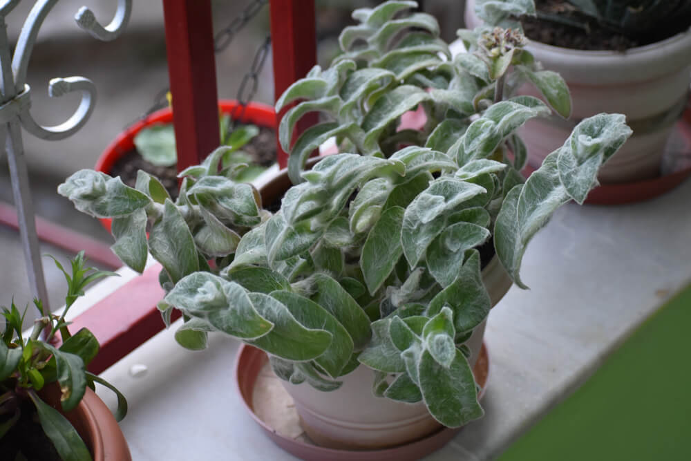 velvety-himachal-plant