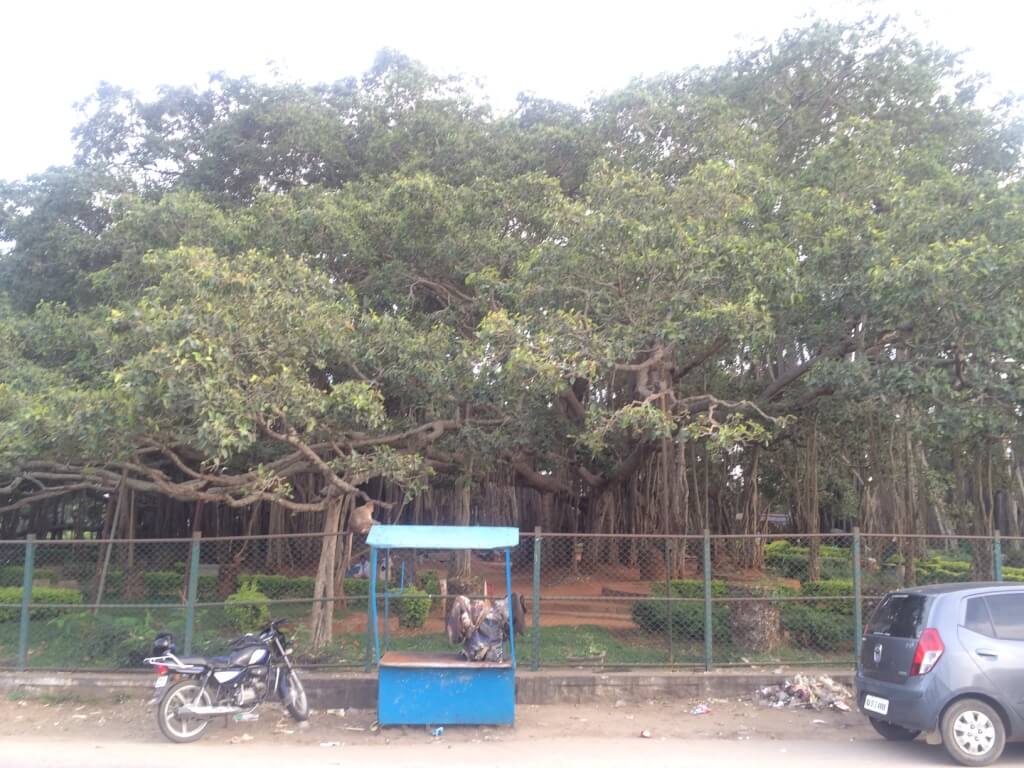 1024px-BIG_banyan_tree-dodda-alada-mara-in-karnataka.jpg