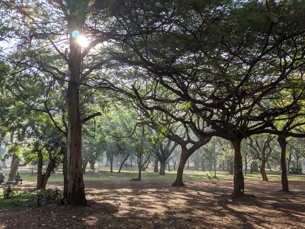bangalore cubbon park trees