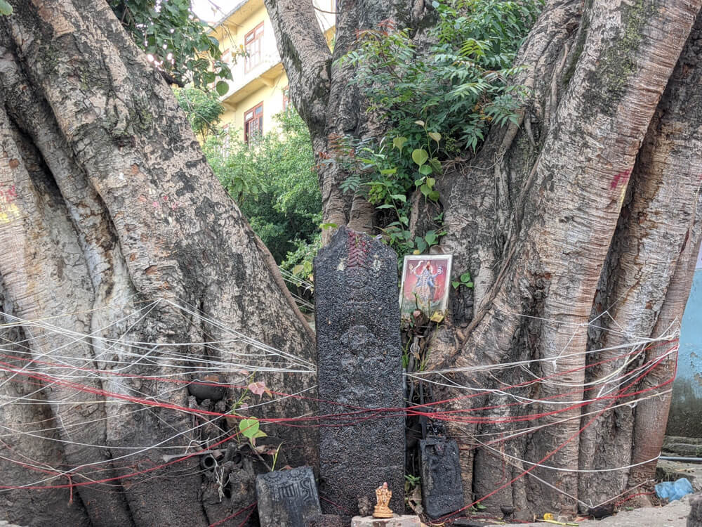 big banyan relics pangna himachal village