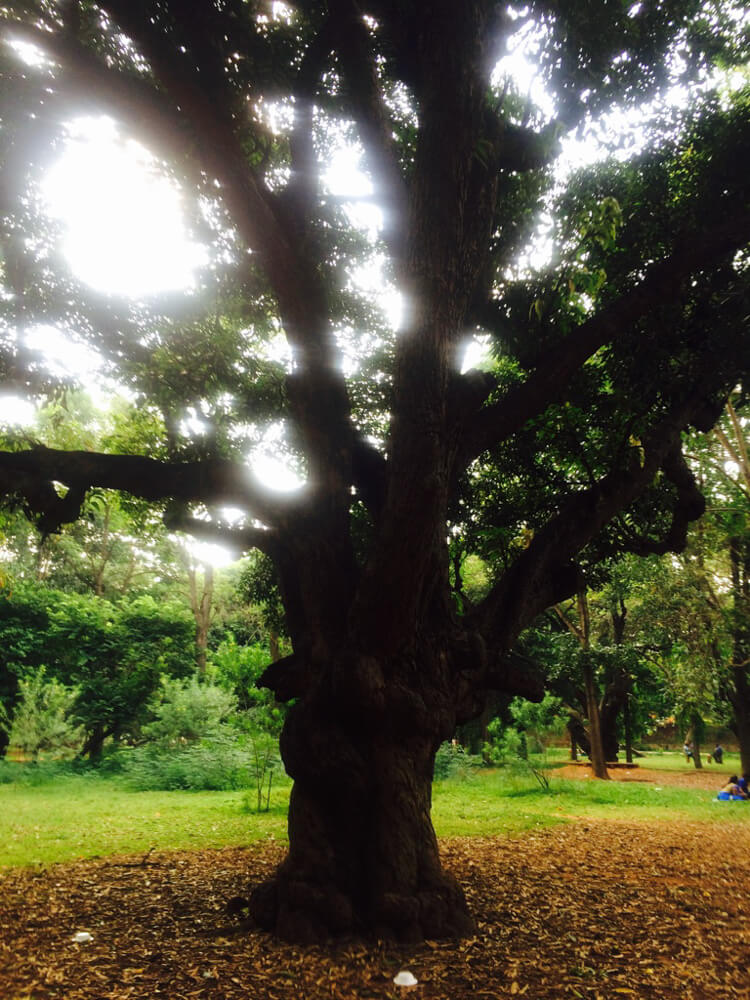 cubbon park tree