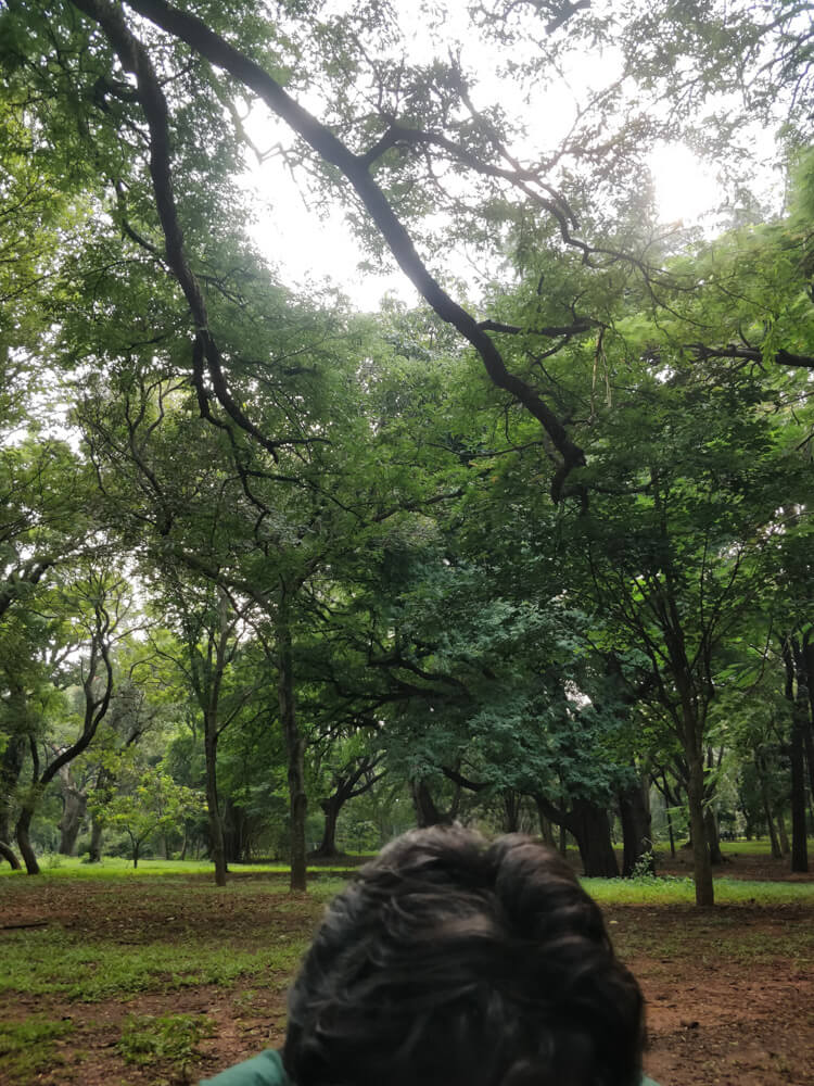 cubbon park trees