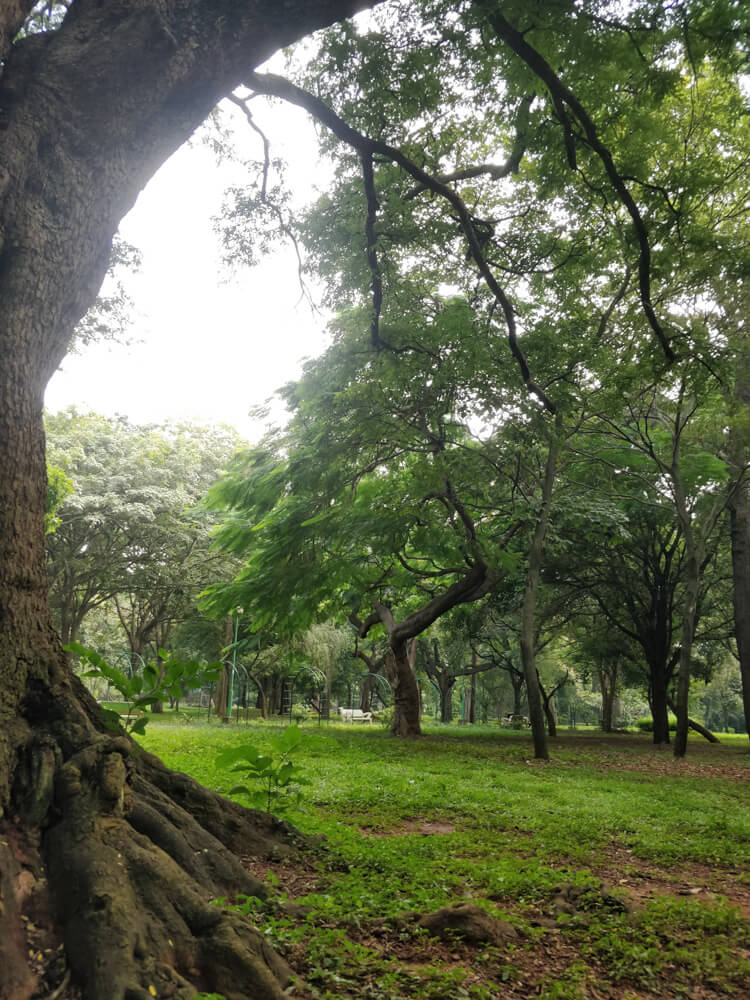 images of cubbon park bangalore trees