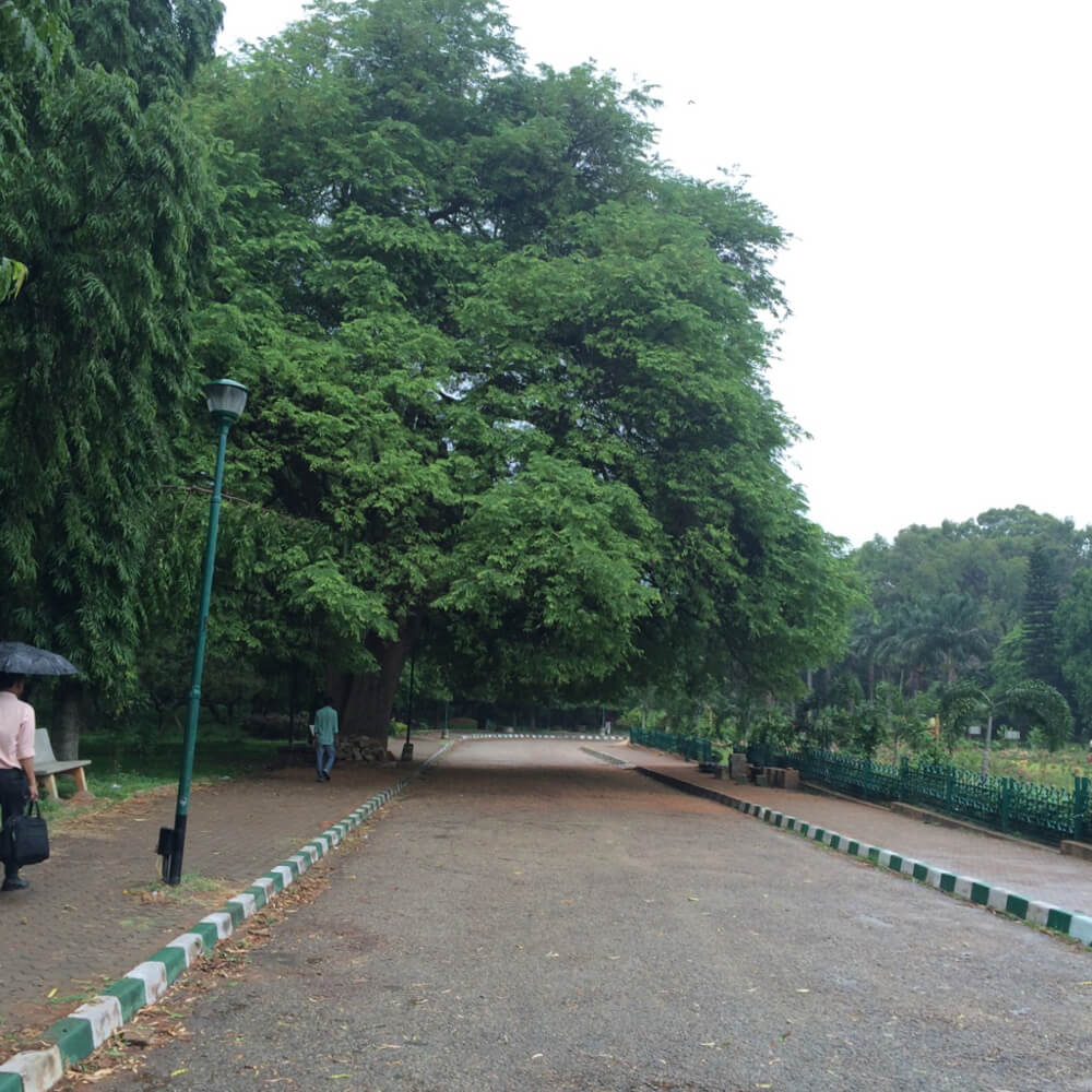 roads in cubbon park bangalore