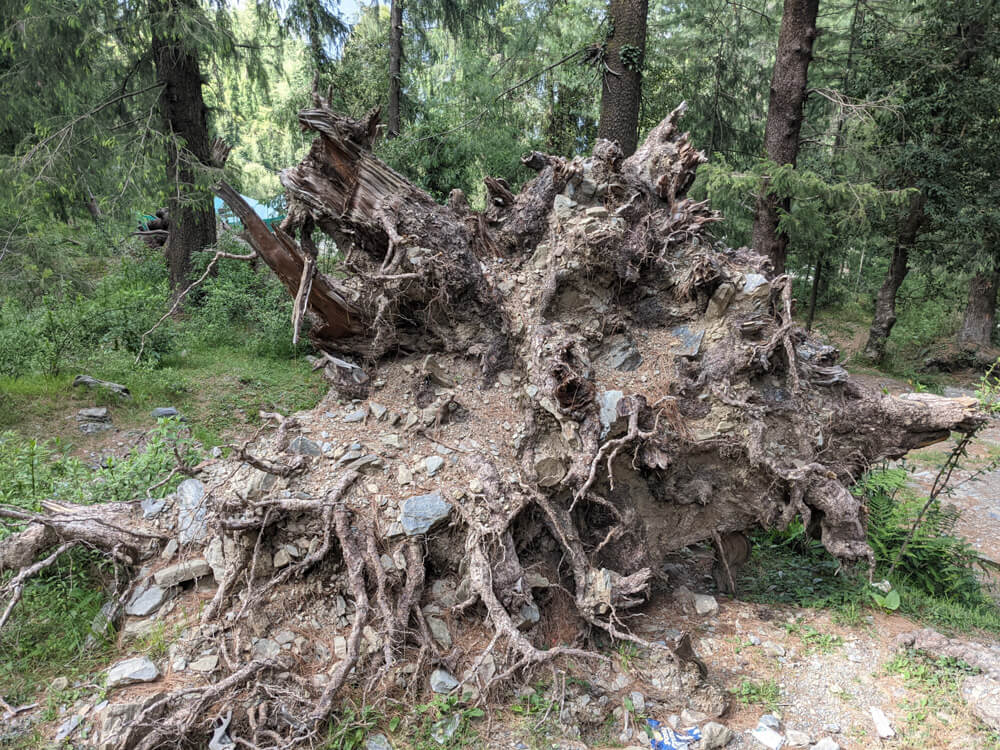 root of a deodar mixed with stones