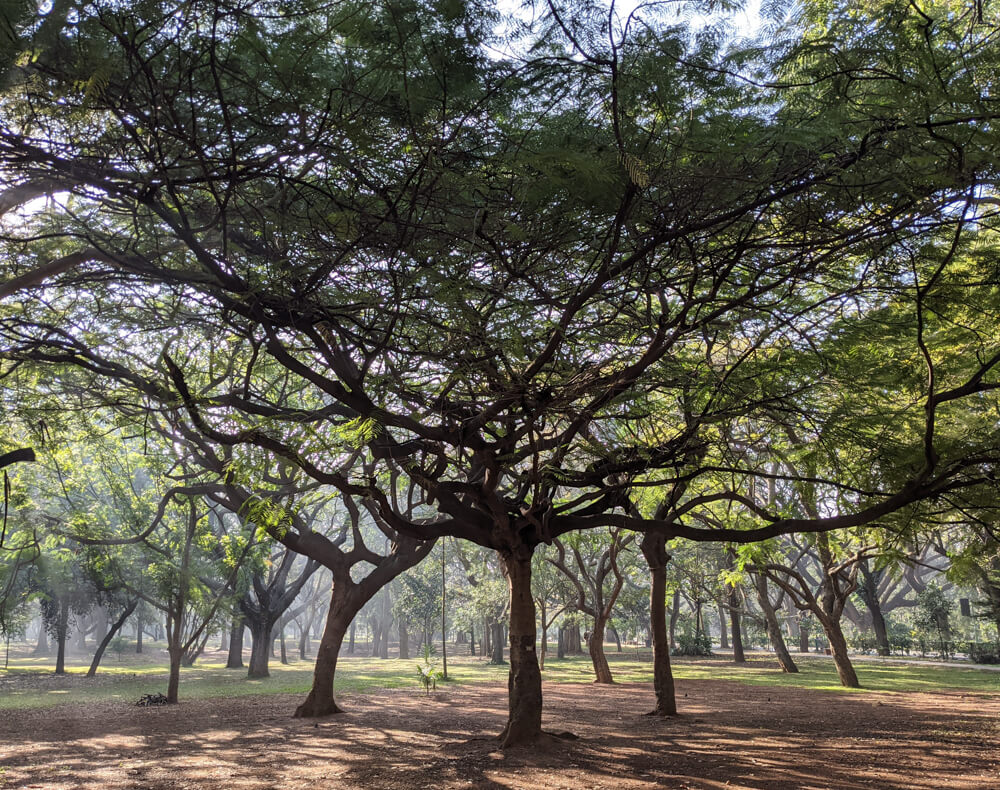 trees cubbon park bangalore karnataka