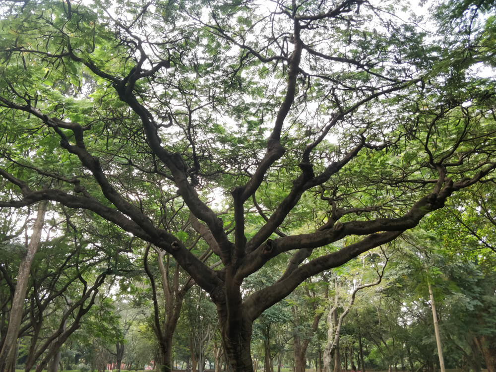 trees cubbon park bangalore