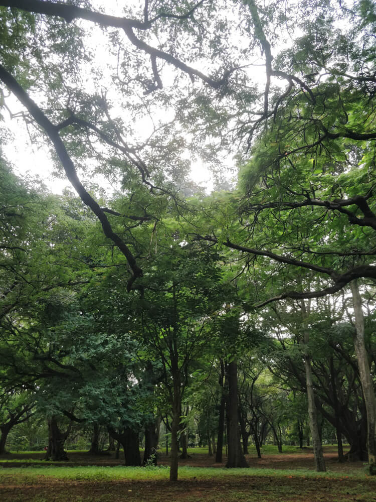trees in cubbon park bangalore