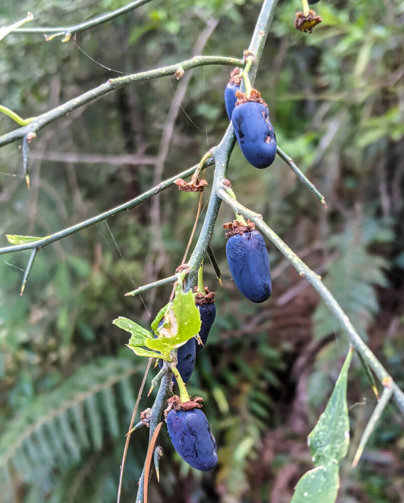 wild berry in mashobra jungles