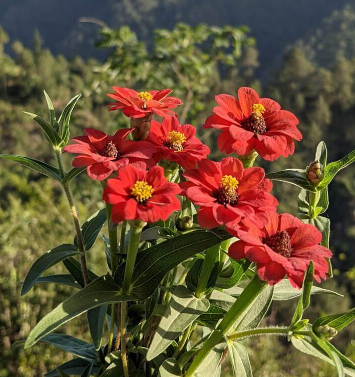 jungly flowers of himachal pradesh shimla hills