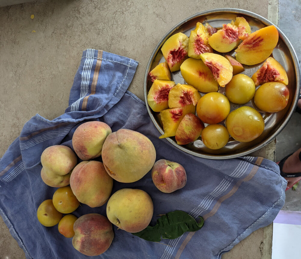 peaches and plums near mashobra in gagal village mohanpur
