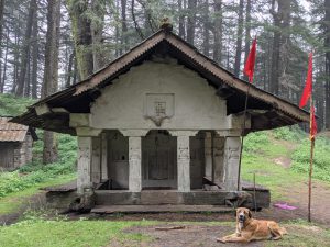 so happy to have found a dog companion on our hike from chindi to shikari devi temple