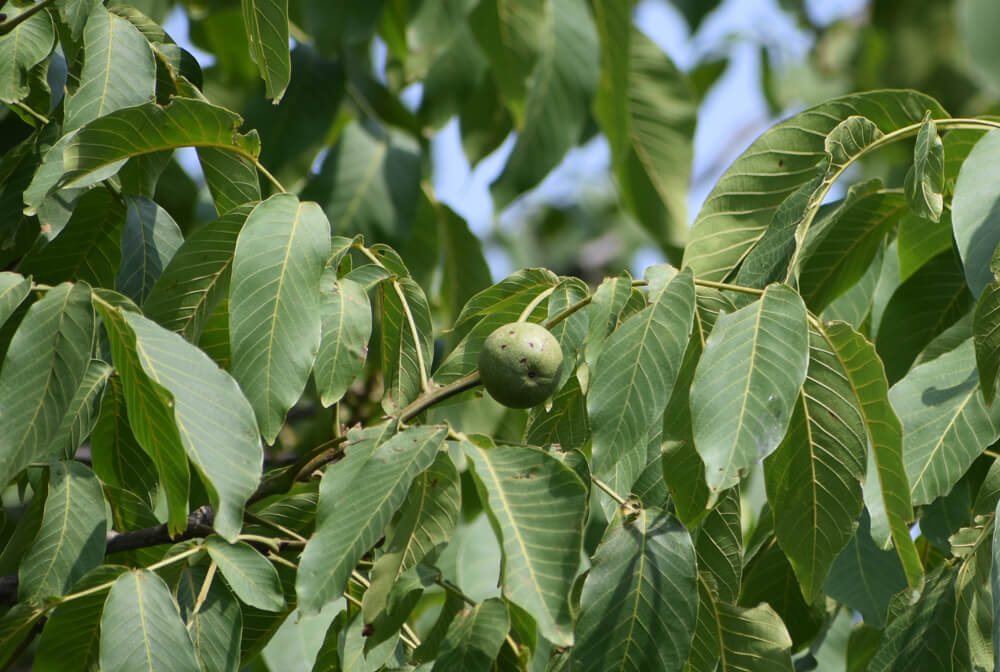 walnuts images of himachal pradesh