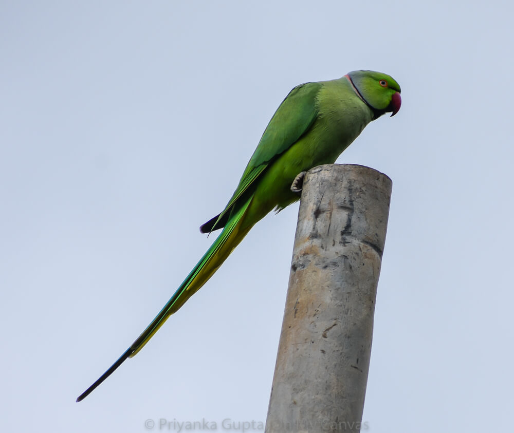 bautiful green indian parakeet