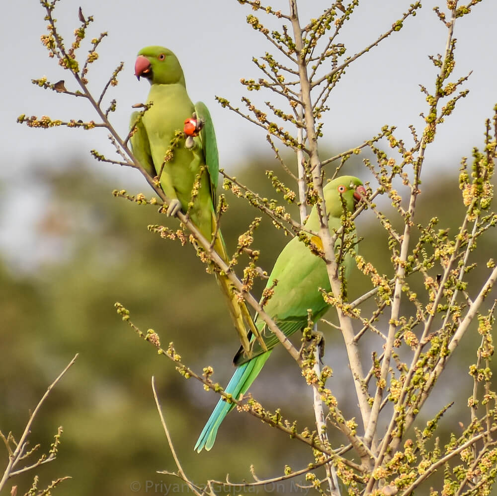 green indian parrots eating berries