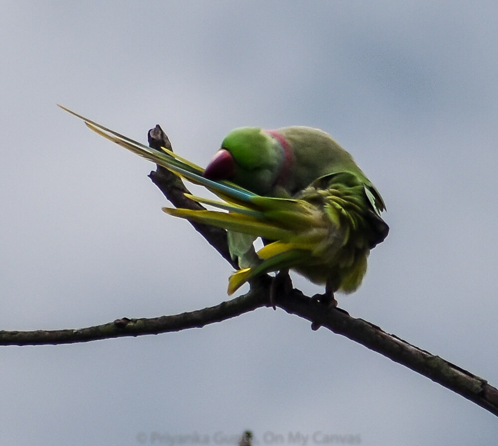 green indian ringneck parrot preening