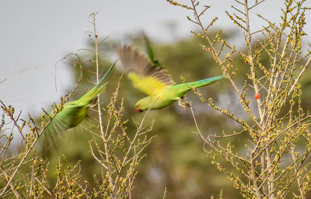green parakeets flying