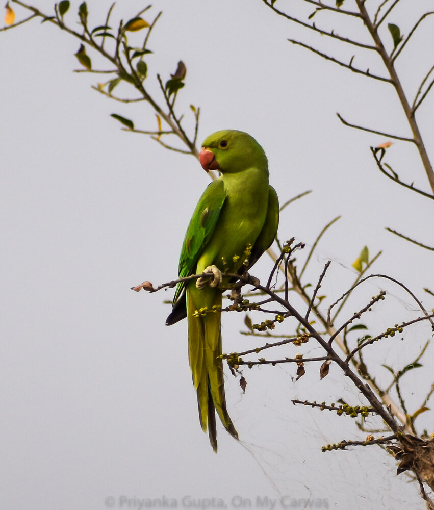 indian parakeet green