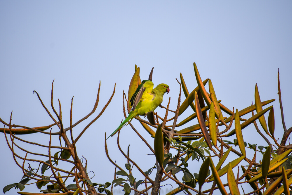 indian parrot in glory in bangalore