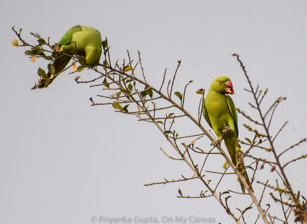 indian parrots eating berries on a tree in bangalore