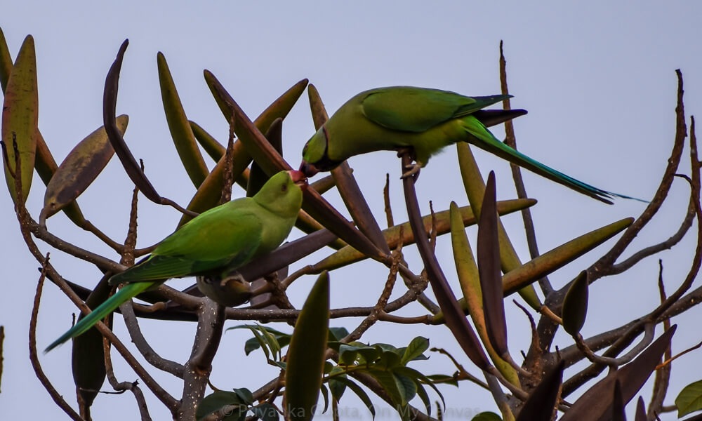 indian parrots feeding children