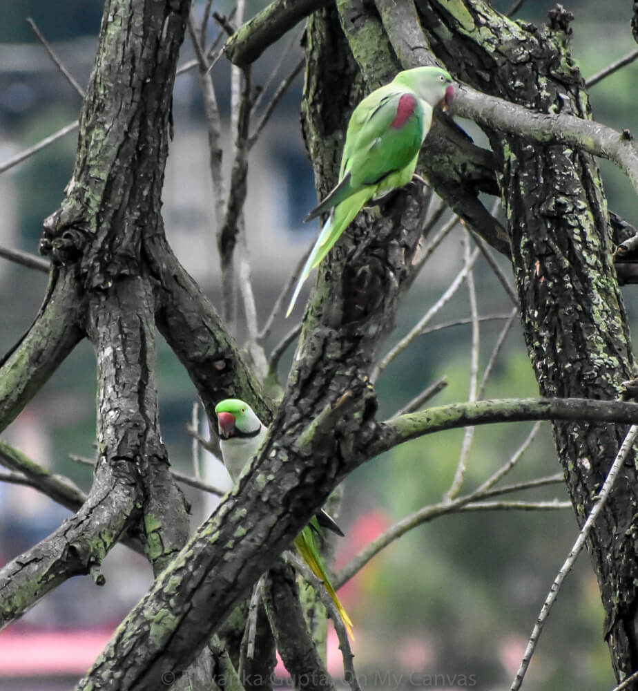 parakeets Alexandrine of india on a tree in mandi himachal