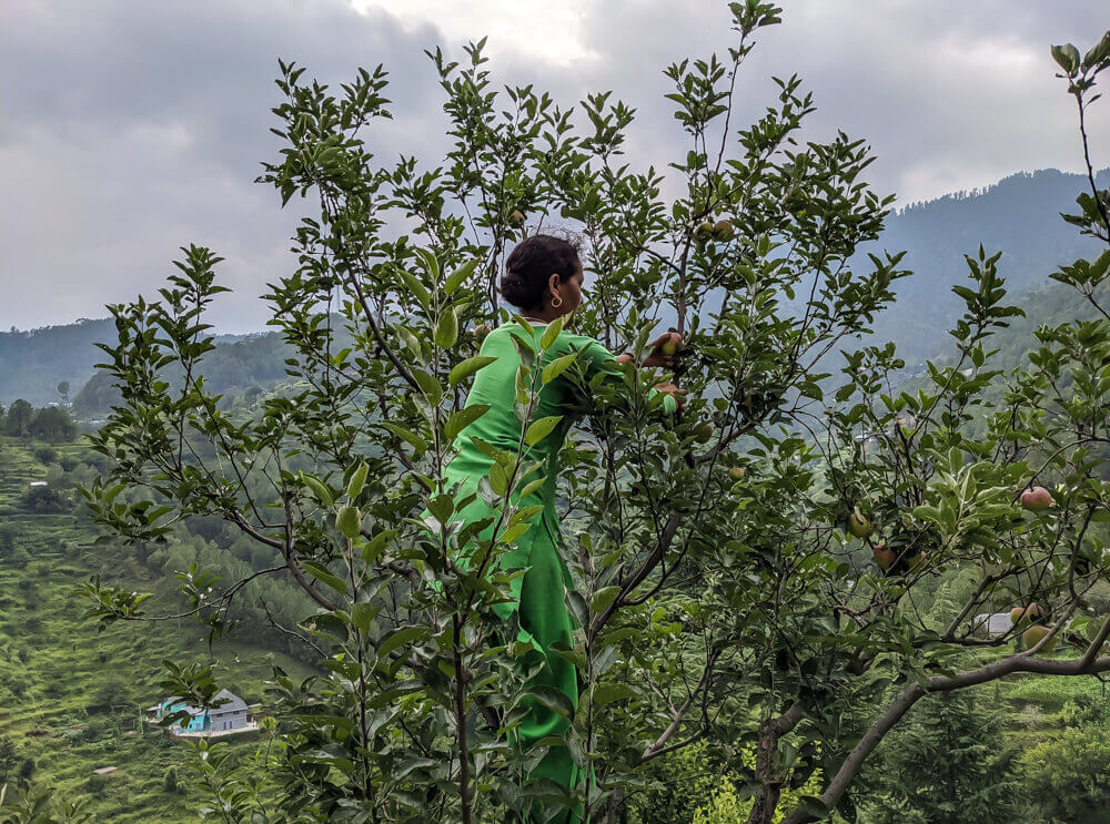 plucking-apples-in-himachal-pradesh-with-locals.jpg