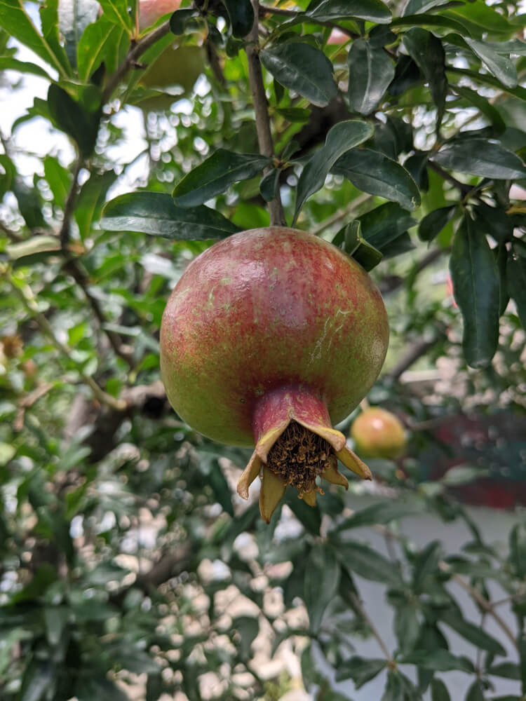 pomegranate himachal