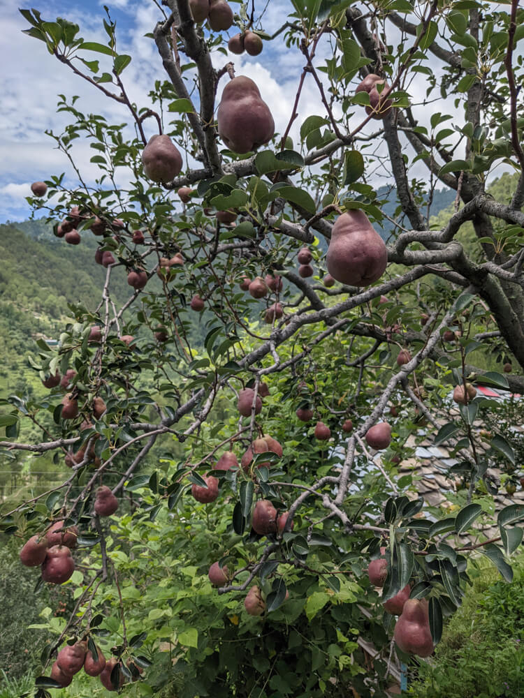 red pears himalayas